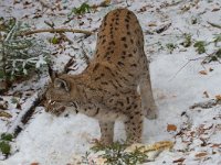 Lynx lynx 27, Lynx, Saxifraga-Jan Nijendijk