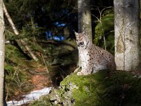 Lynx lynx 28, Lynx, Saxifraga-Jan Nijendijk