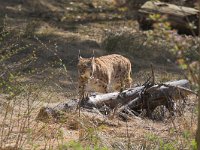 Lynx lynx 3, Lynx, Saxifraga-Martin Mollet