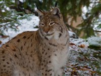 Lynx lynx 32, Lynx, Saxifraga-Jan Nijendijk