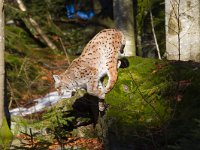 Lynx lynx 35, Lynx, Saxifraga-Jan Nijendijk