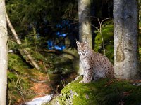 Lynx lynx 36, Lynx, Saxifraga-Jan Nijendijk