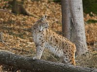 Lynx lynx 4, Lynx, Saxifraga-Martin Mollet