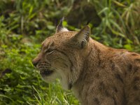 Lynx lynx 41, Lynx, Saxifraga-Jan Nijendijk