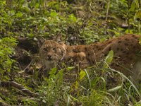 Lynx lynx 42, Lynx, Saxifraga-Jan Nijendijk