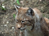 Lynx lynx 47, Lynx, Saxifraga-Hans Dekker