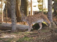 Lynx lynx 5, Lynx, Saxifraga-Martin Mollet