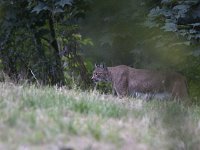 Lynx lynx 50, Lynx, Saxifraga-Mark Zekhuis