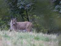 Lynx lynx 51, Lynx, Saxifraga-Mark Zekhuis