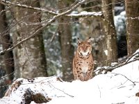 Lynx lynx 53, Lynx, Saxifraga-Bart Vastenhouw