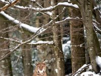 Lynx lynx 54, Lynx, Saxifraga-Bart Vastenhouw