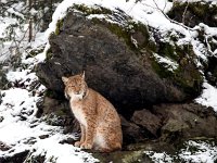 Lynx lynx 58, Lynx, Saxifraga-Bart Vastenhouw