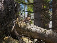 Lynx lynx 6, Lynx, Saxifraga-Martin Mollet