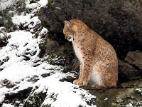 Lynx lynx 60, Lynx, Saxifraga-Bart Vastenhouw