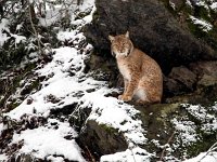 Lynx lynx 61, Lynx, Saxifraga-Bart Vastenhouw