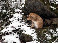 Lynx lynx 62, Lynx, Saxifraga-Bart Vastenhouw