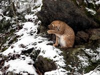 Lynx lynx 63, Lynx, Saxifraga-Bart Vastenhouw