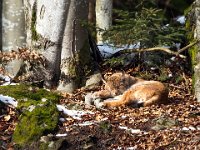 Lynx lynx 66, Lynx, Saxifraga-Bart Vastenhouw