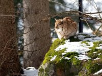 Lynx lynx 67, Lynx, Saxifraga-Bart Vastenhouw