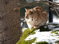 Lynx lynx 68, Lynx, Saxifraga-Bart Vastenhouw