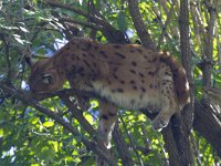 Lynx lynx 72, Lynx, Saxifraga-Jan Nijendijk