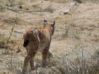 Lynx lynx 8, Lynx, Saxifraga-Martin Mollet