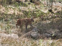 Lynx lynx 9, Lynx, Saxifraga-Martin Mollet