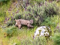 Lynx pardinus