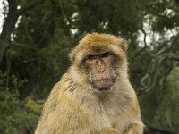 Macaca sylvanus 10, Saxifraga-Jan van der Straaten