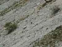 Marmota marmota 15, habitat, Saxifraga-Willem van Kruijsbergen