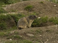 Marmota marmota 45, Saxifraga-Willem van Kruijsbergen