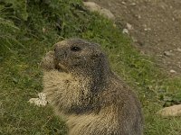 Marmota marmota 61, Saxifraga-Willem van Kruijsbergen