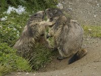 Marmota marmota 71, Saxifraga-Willem van Kruijsbergen