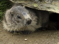 Marmota marmota 73, Saxifraga-Willem van Kruijsbergen