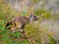 Marmota marmota 82, Saxifraga-Rudmer Zwerver  Wild Marmot (Marmota marmota) in its Natural Mountain Habitat : Claws, alpen, alps, animal, apennines, brown, carpathians, cute, environment, europe, fauna, france, fur, furry, fuzzy, grass, ground, groundhog, hill, horizontal, mammal, marmot, marmota, marmota marmota, mountain, natural, nature, one, pyrenees, rock, rodent, sitting, squirrel, standing, summer, sun, tatras, wild, wildlife