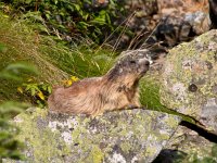 Marmota marmota 83, Saxifraga-Rudmer Zwerver  Wild Marmot (Marmota marmota) in its Natural Mountain Habitat : Claws, alpen, alps, animal, apennines, brown, carpathians, cute, environment, europe, fauna, france, fur, furry, fuzzy, grass, ground, groundhog, hill, horizontal, mammal, marmot, marmota, marmota marmota, mountain, natural, nature, one, pyrenees, rock, rodent, sitting, squirrel, standing, summer, sun, tatras, wild, wildlife