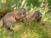 Two alpine marmots  Two alpine marmots (Marmota marmota) resting in grass, are found in mountainous areas of central and southern Europe : Europe, Germany, adult, animal, behavior, captive, close up, close-up, controlled conditions, couple, farmland, fauna, full length, fur, grass, hair, head, june, least concern, low angle view, lying, mammal, meadow, mountain, mountain meadow, mountain range, pair, relaxing, resting, rodent, spring, springtime, summer, summertime, two animals, vegetation, worm's-eye view