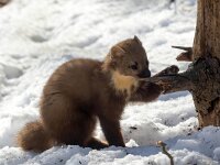 Martes martes 71, Boommarter, Saxifraga-Bart Vastenhouw