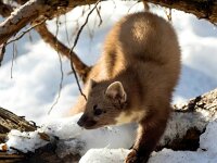 Martes martes 72, Boommarter, Saxifraga-Bart Vastenhouw