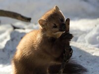 Martes martes 75, Boommarter, Saxifraga-Bart Vastenhouw