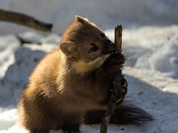 Martes martes 76, Boommarter, Saxifraga-Bart Vastenhouw