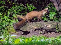 Martes martes 80, Boommarter, adult, Vledder, Saxifraga-Theo Verstrael