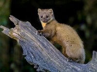 Pine marten on trunk in forest at night  Pine marten (Martes martes) on trunk in dark circumstances in a forest at night. Wildlife scene of nature in Europe. : animal, beech, breasted, brown, carnivore, closeup, continent, countryside, cute, dark, darkness, environment, europe, european, european pine marten, fauna, forest, fur, furry, green, heather flowers, looking, mammal, mammalian, marten, martes, martes martes, nature, night, nobody, nocturnal, outdoor, pine, pine marten, portrait, predator, rare, rocks, scotland, scottish, standing, stump, tree, us, wild, wild animal, wildlife, wood