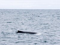 Megaptera novaeangliae 28, Bultrug, Saxifraga-Bart Vastenhouw