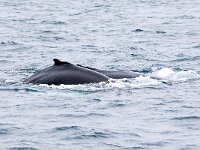 Megaptera novaeangliae 29, Bultrug, Saxifraga-Bart Vastenhouw