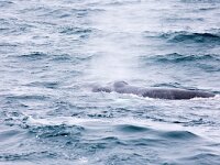Megaptera novaeangliae 32, Bultrug, Saxifraga-Bart Vastenhouw