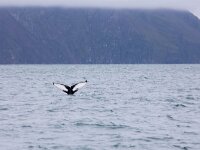 Megaptera novaeangliae 34, Bultrug, Saxifraga-Bart Vastenhouw