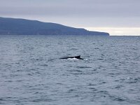 Megaptera novaeangliae 35, Bultrug, Saxifraga-Bart Vastenhouw