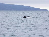 Megaptera novaeangliae 36, Bultrug, Saxifraga-Bart Vastenhouw