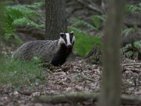 Meles meles, Eurasian Badger